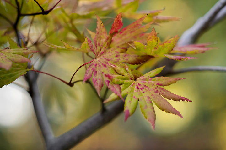 Close-up fine art photograph of Japanese maple leaves in soft green and blush tones with speckled pink details against a blurred background.
