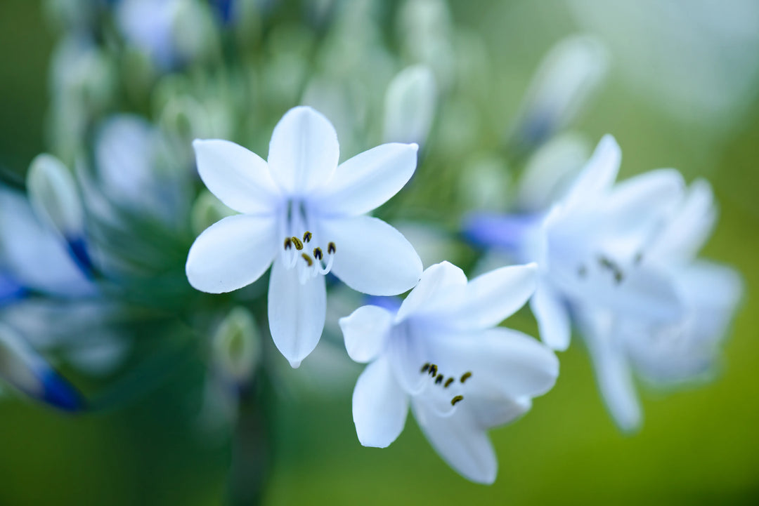 Soft white African Lily flowers with delicate petals and shallow depth of field, photographed in natural light with a dreamy green background.
