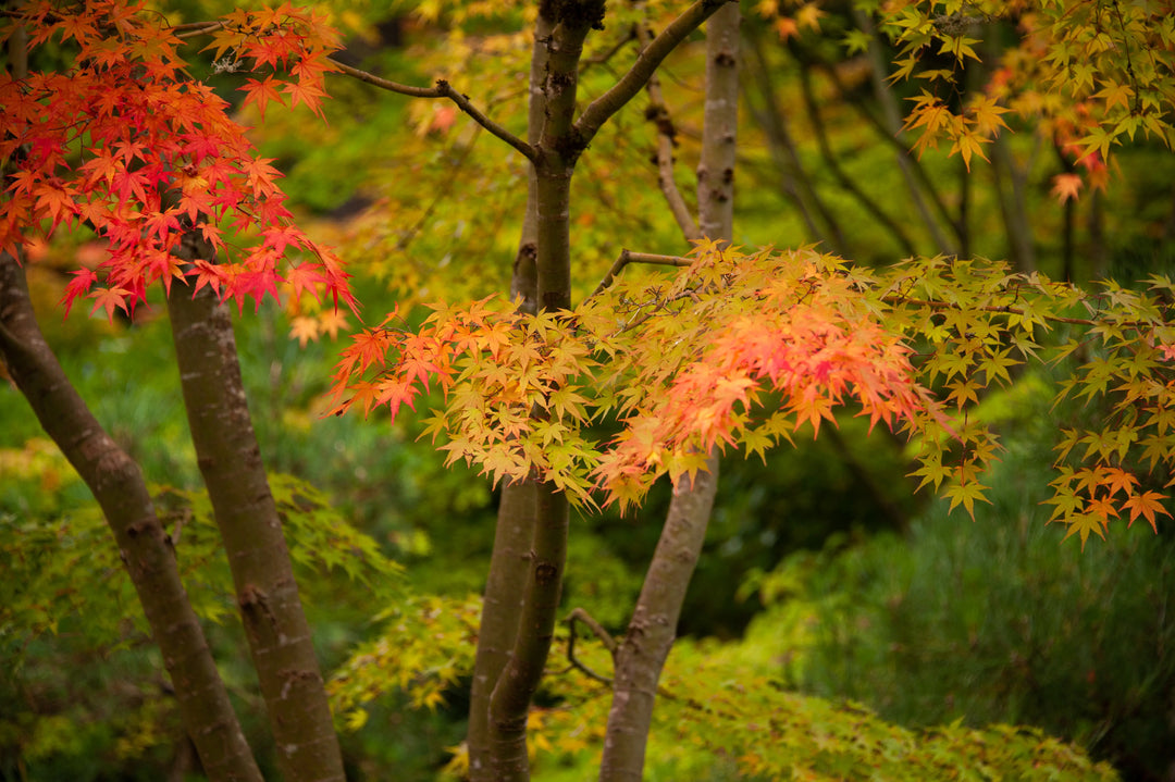 Fine art autumn maple photograph from the Portland Japanese Garden in Oregon. A vibrant nature print inspired by color, harmony, and connection.