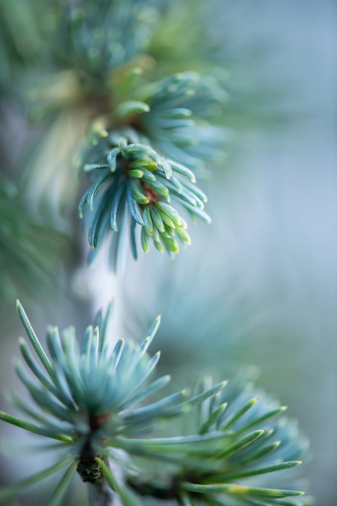 Close-up botanical photograph of Weeping Atlas Cedar needles with water droplets after a spring rain in Washington.
