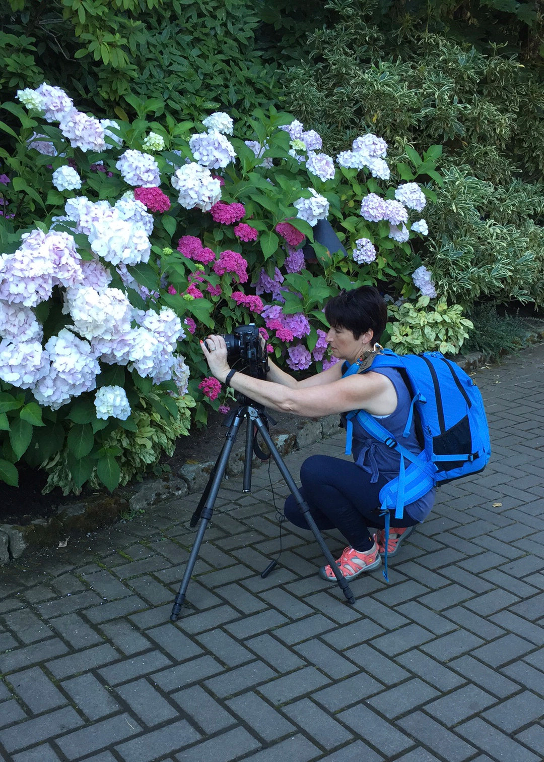 Person with a camera on a tripod taking photos of colorful hydrangeas.
