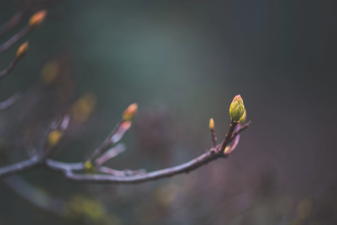 Branch with budding leaves against a blurred natural background