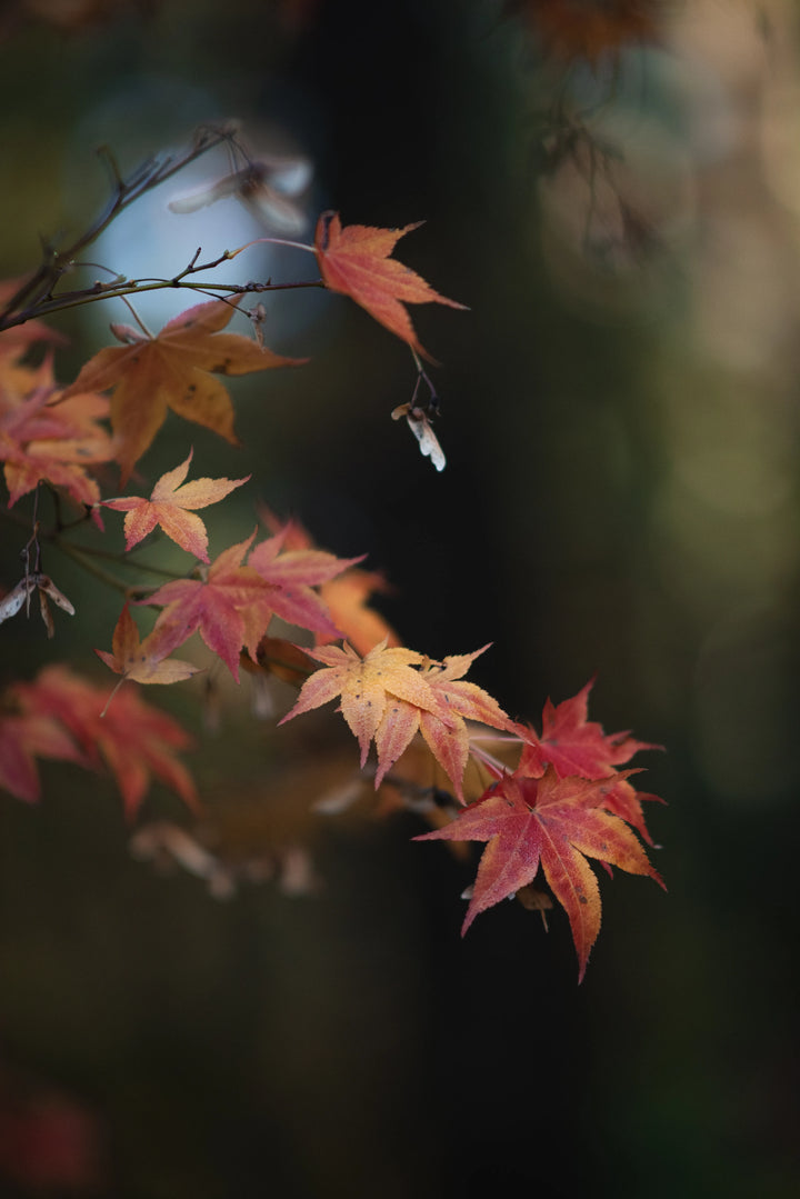 Close-up of Japanese maple leaves in shades of red, orange, and yellow with delicate branches and a softly blurred natural background