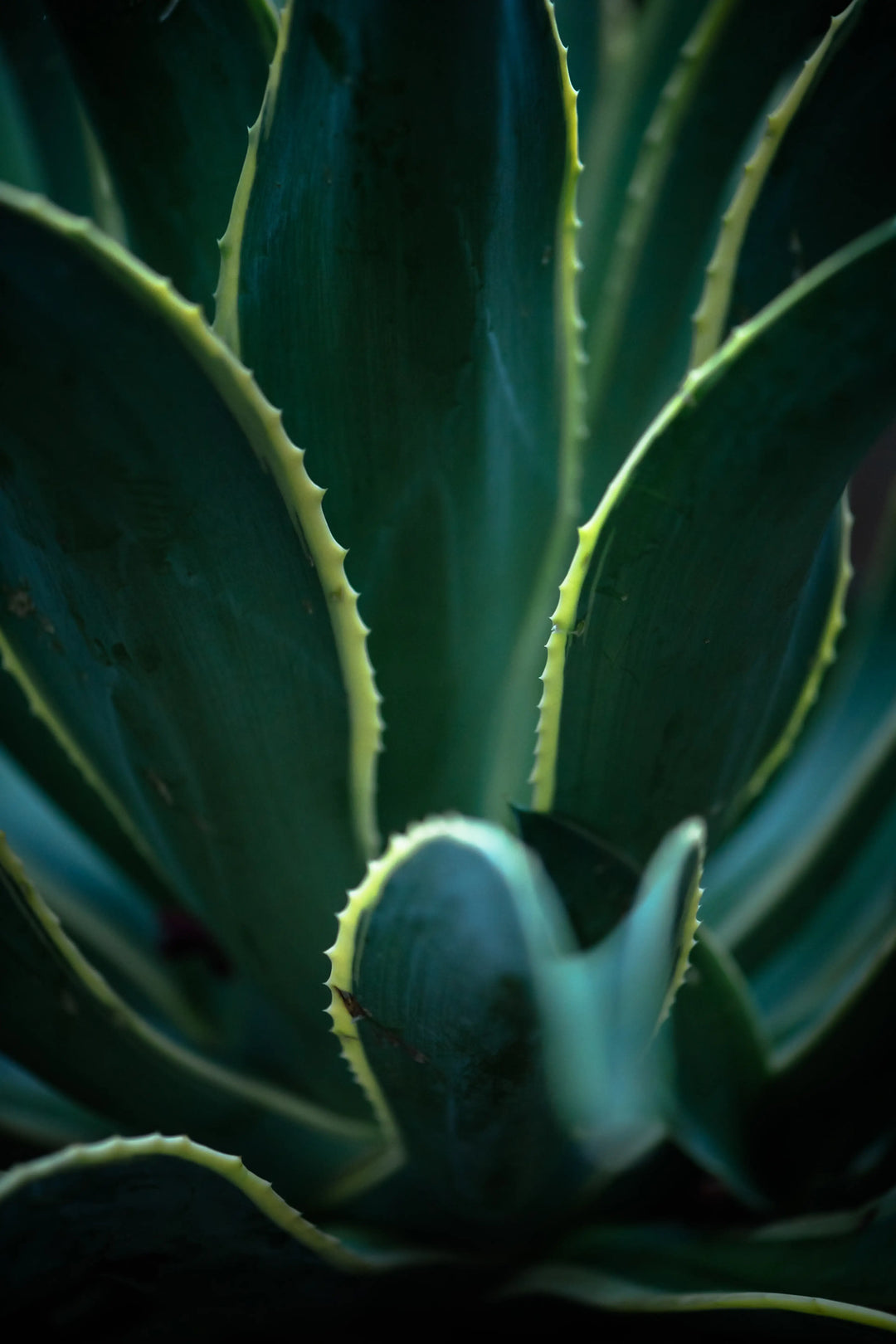 Fine art photograph of sculptural agave leaves in Washington. A modern botanical print exploring light, form, and creative expression.