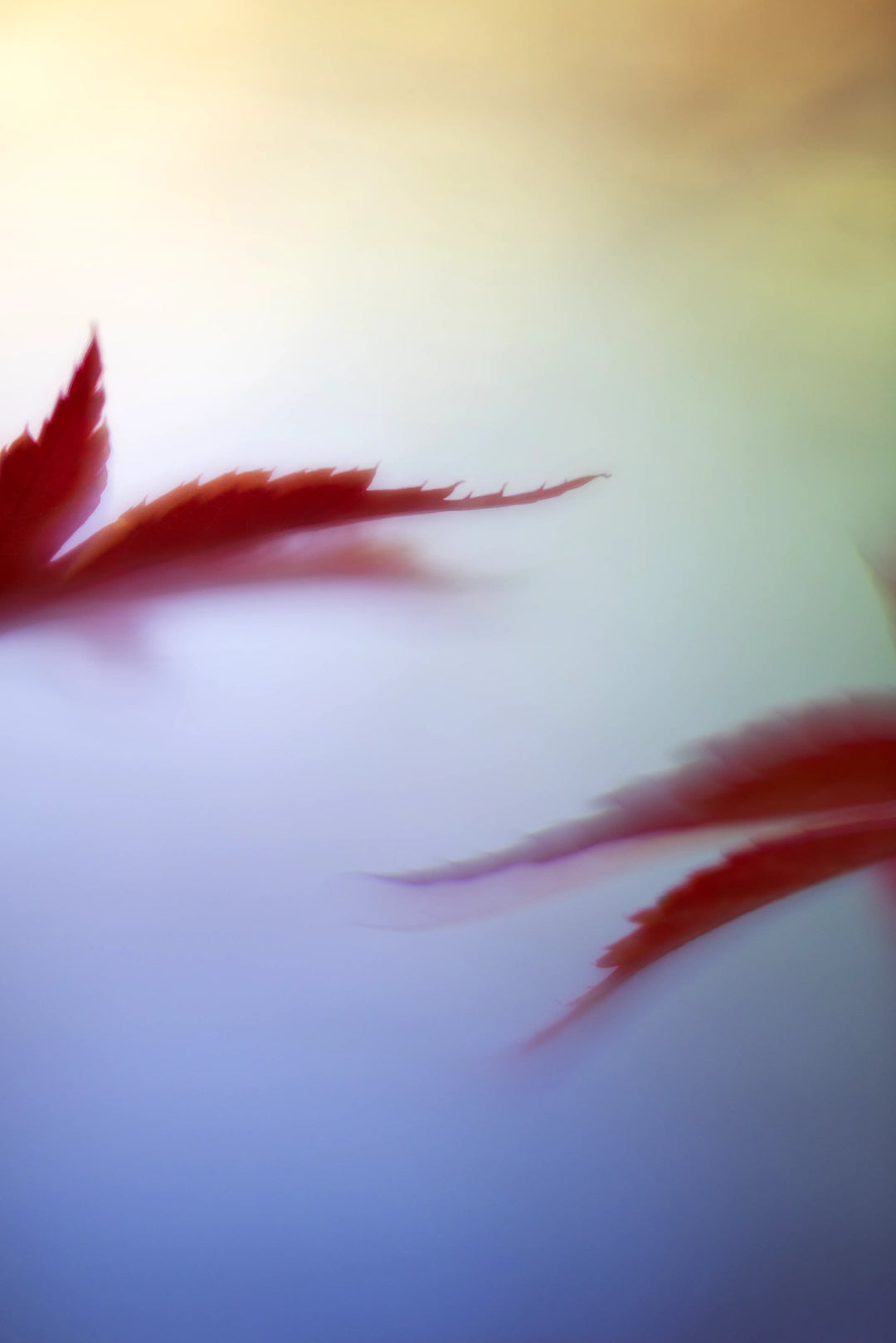 Fine art autumn photograph of red leaves in motion in Washington. A soft, expressive nature print inspired by freedom and living fully.
