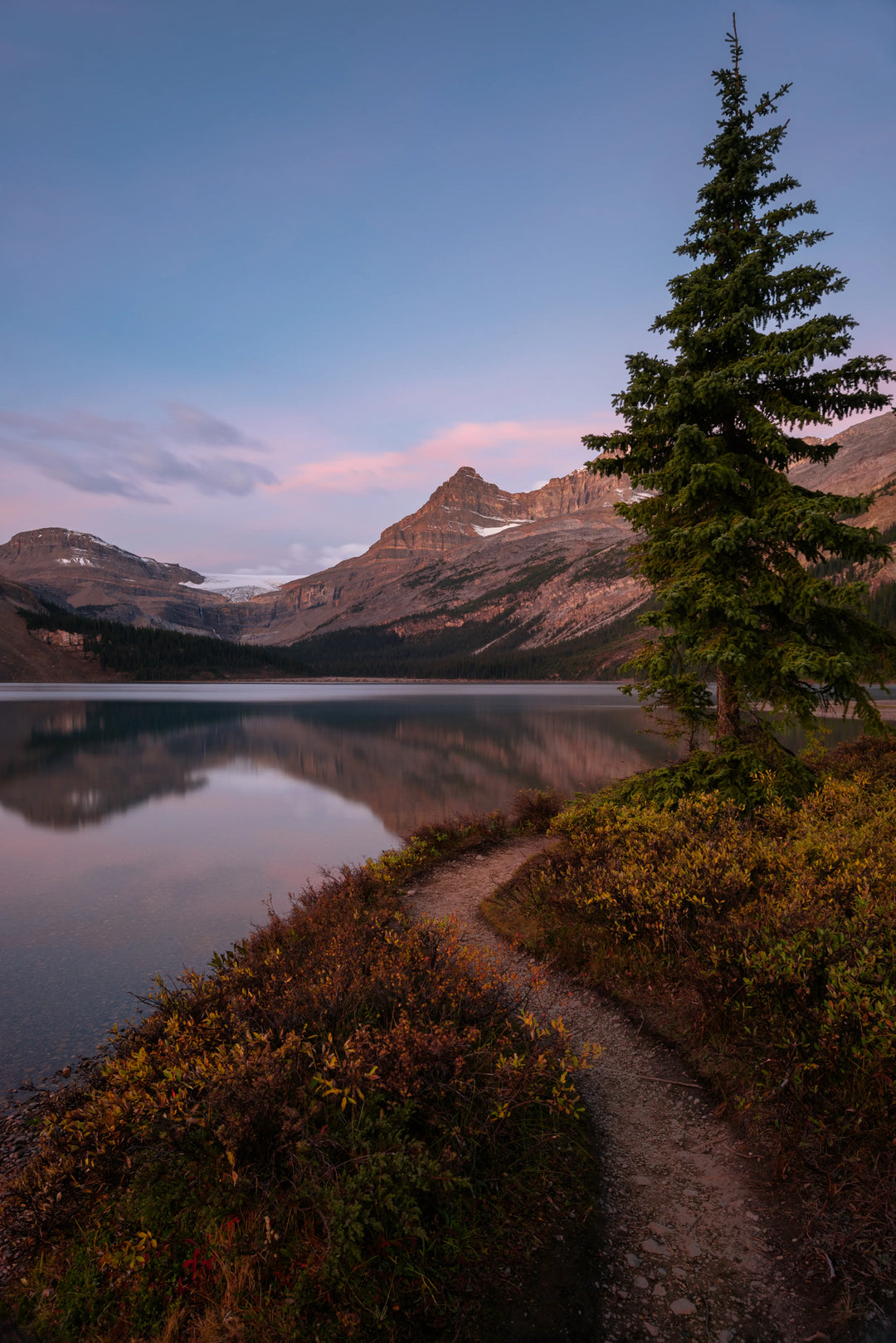 Trail along Bow Lake at sunrise in Banff National Park with evergreen tree, mountain reflections, and soft pink morning light.