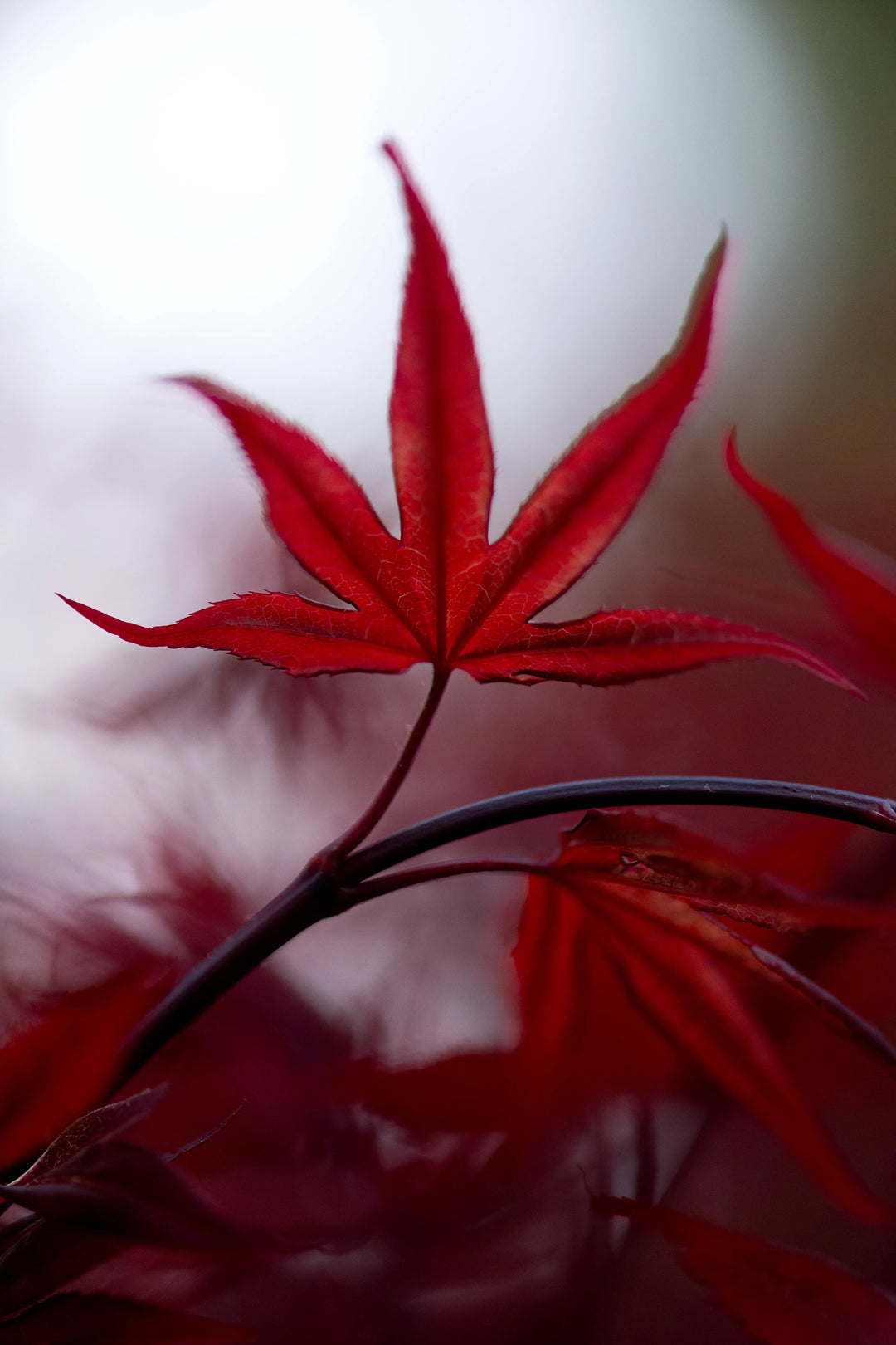 Fine art photograph of a red spring maple leaf in Washington. A bold yet tender botanical print inspired by renewal, resilience, and quiet presence.