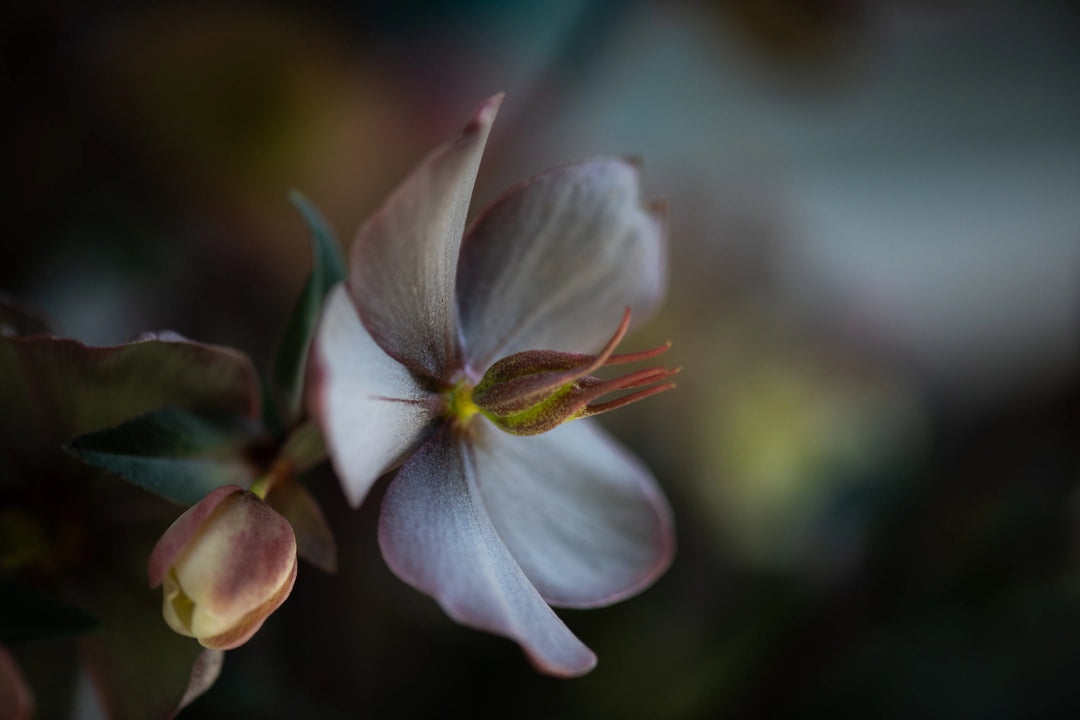 Close-up botanical photograph of a hellebore flower in soft taupe and blush tones, illuminated by gentle light with a dark, painterly background.
