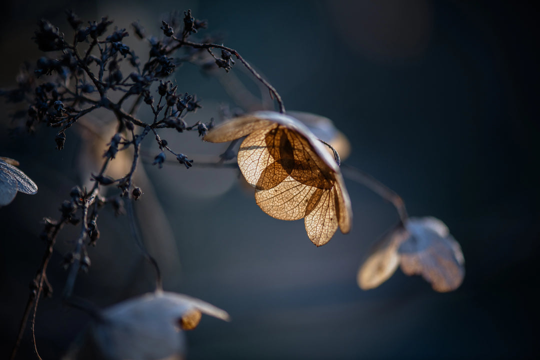 Spent Hydrangea Petal in winter light