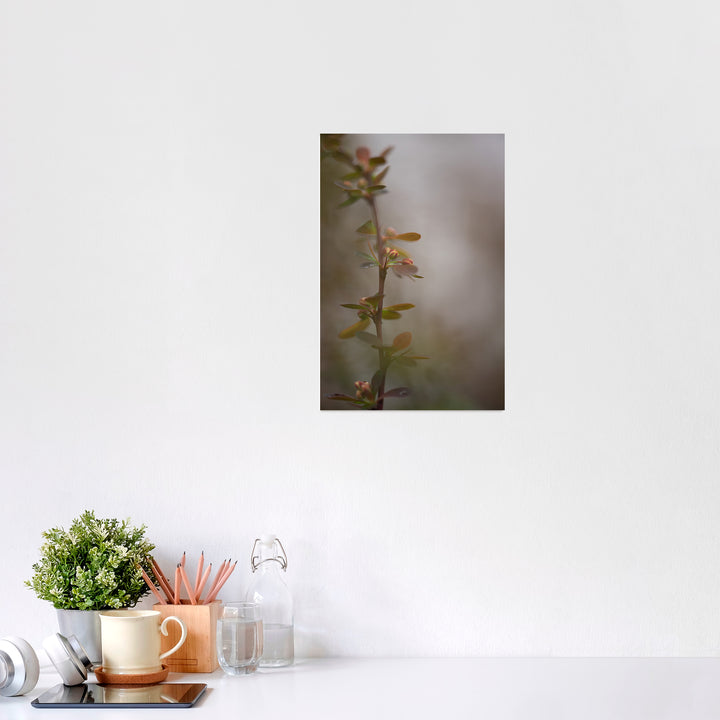 In the Quiet Light Fine Art Barberry Print