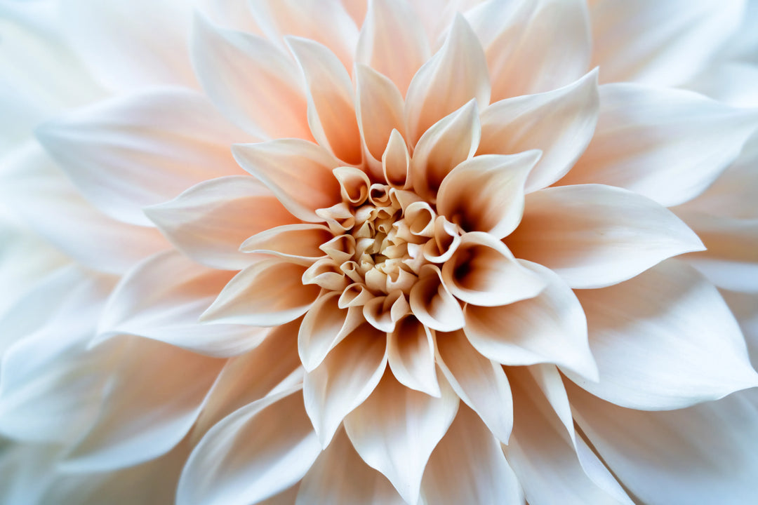 Close-up fine art photograph of a Café au Lait dahlia with soft cream and blush petals radiating toward a warm, glowing center, emphasizing delicate texture and luminous light.
