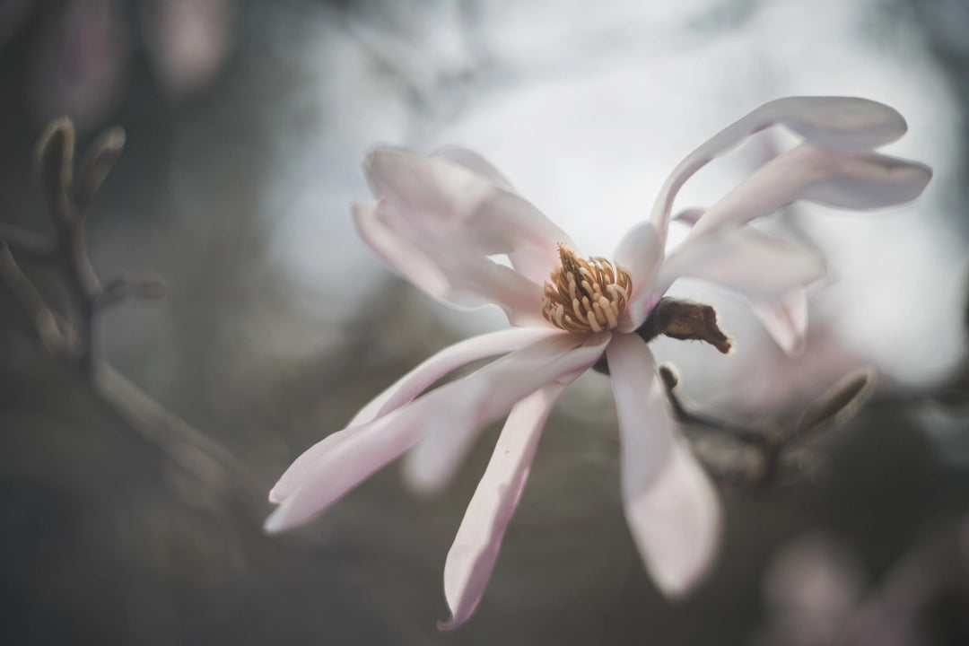Soft magnolia flower in still morning light with dreamy blur and muted tones, fine art botanical photograph with an ethereal, painterly feel.