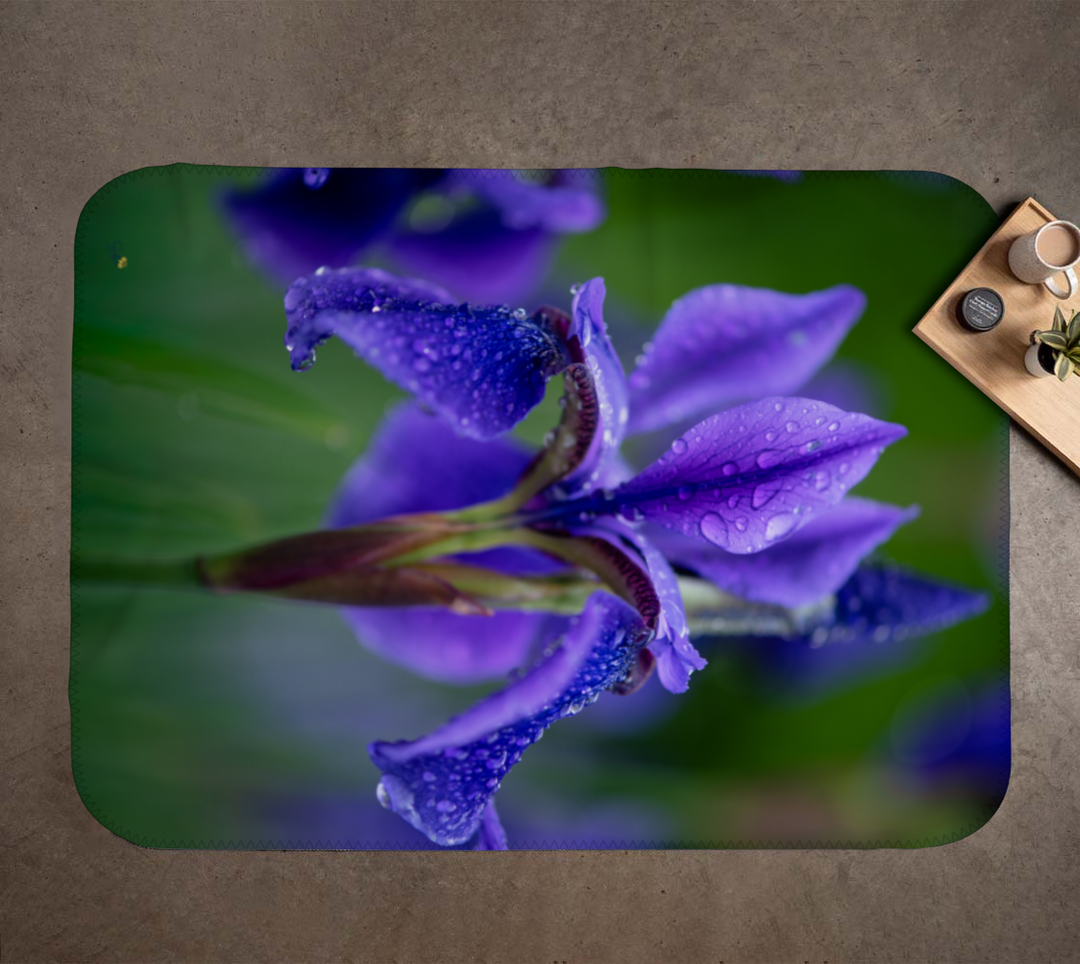 Close-up of a purple flower with water droplets on a textured surface
