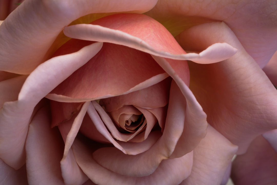 Close-up of the Koko Loko Rose in beige, pink