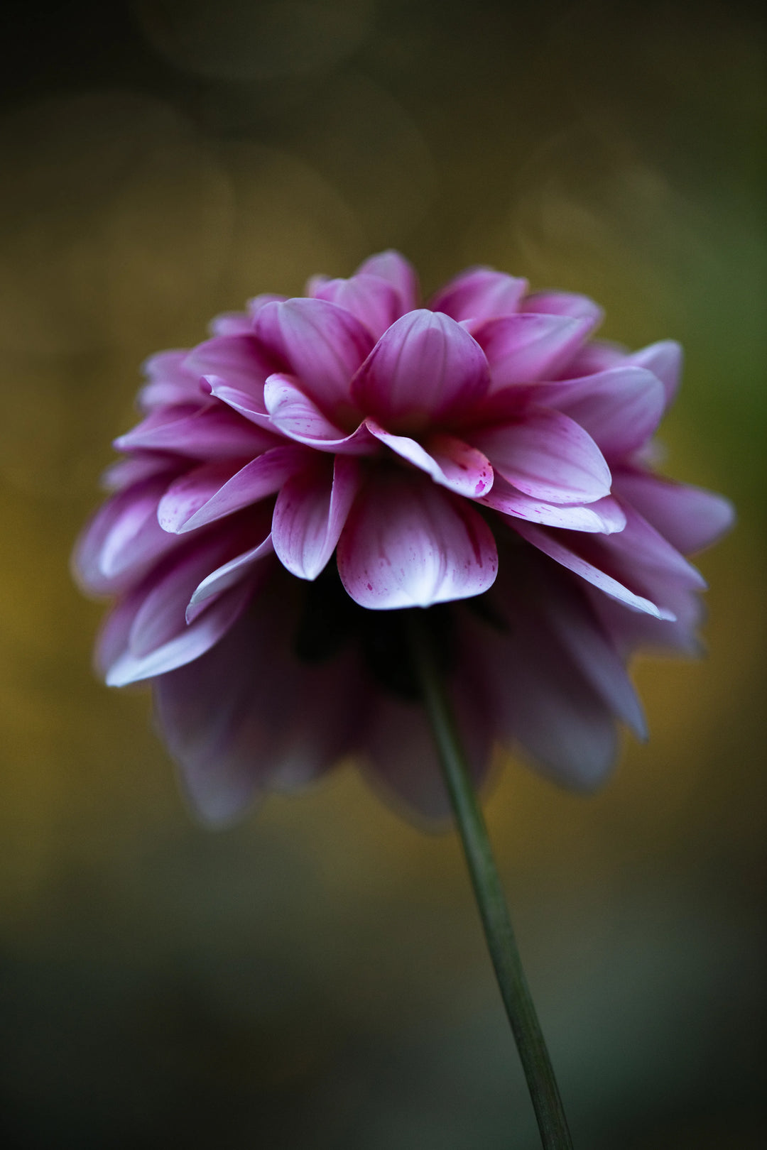 Fine art photograph of a soft pink and white dahlia with glowing petal edges against warm golden bokeh light, botanical garden image by Sally Halvorsen.