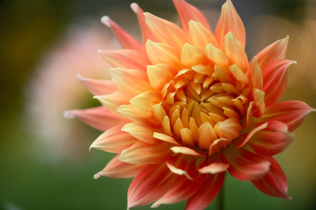 Close-up of an orange dahlia with softly glowing petals in shades of coral and gold, photographed in natural light with a blurred green background.