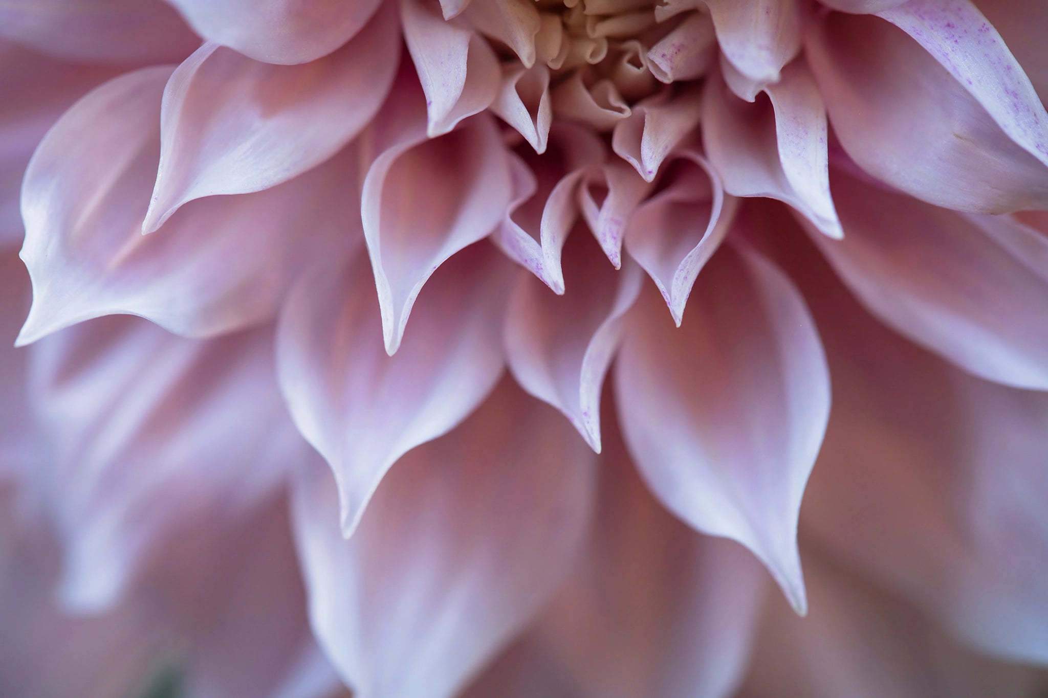 Close-up of a blush pink dahlia with softly curved petals fading from warm peach to pale lavender tones