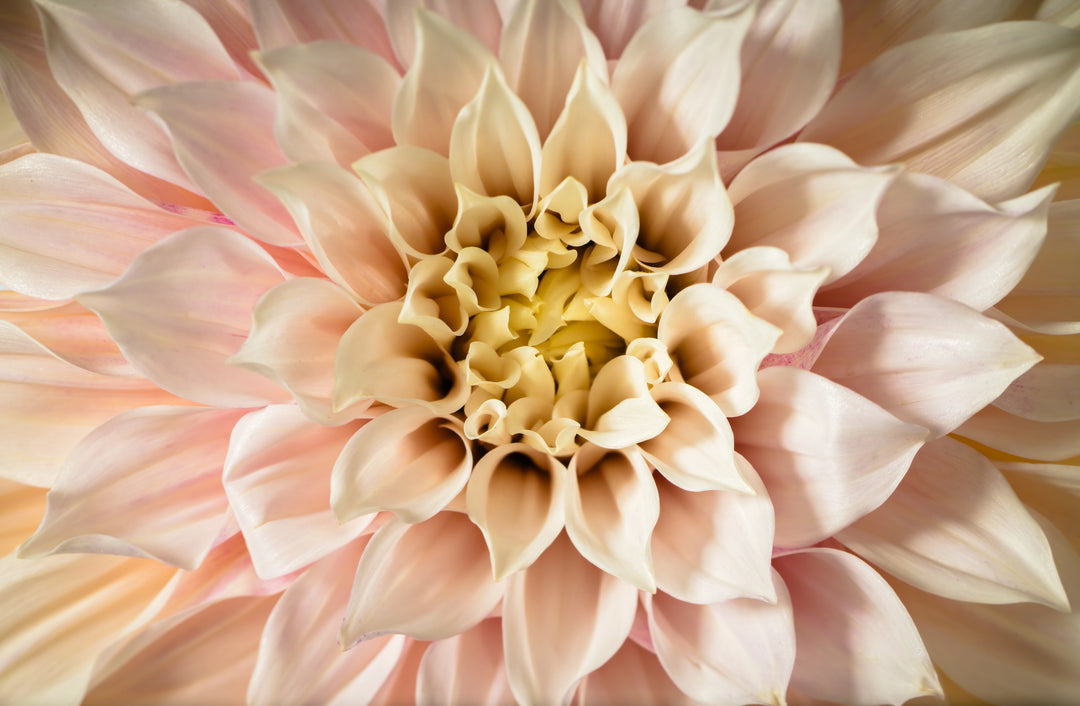 Closeup of Cafe Au Lait Dahlia in pink, yellow, beige.