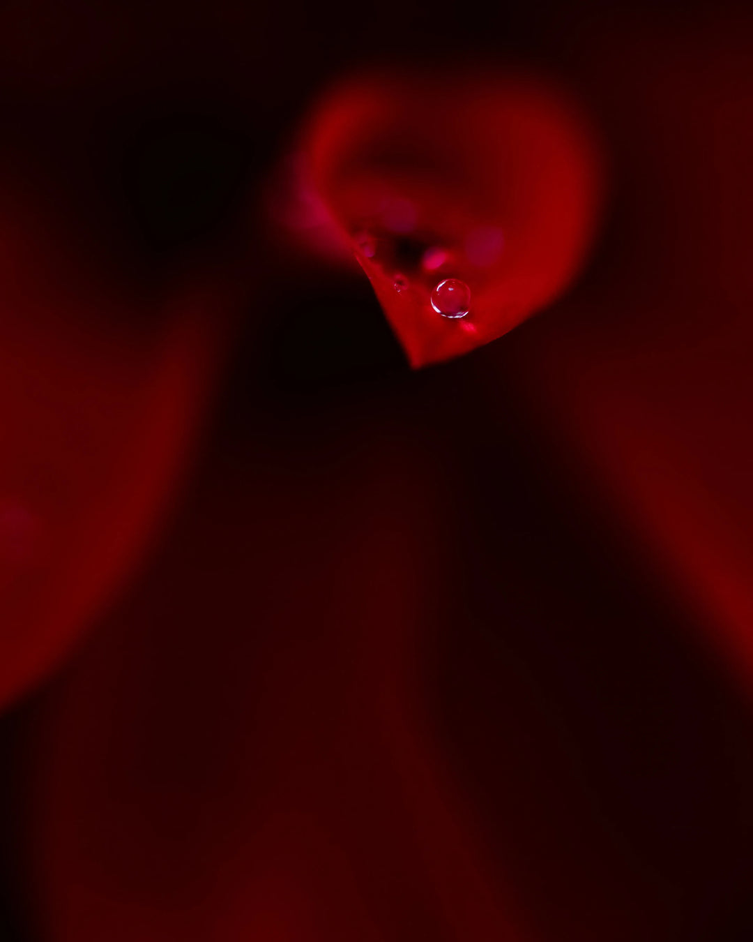 Close-up of a red heart-shaped dahlia with a small droplet of a water on the end of the petal.