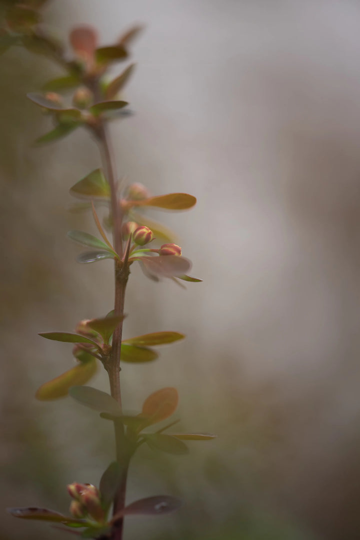 In the Quiet Light Fine Art Barberry Print