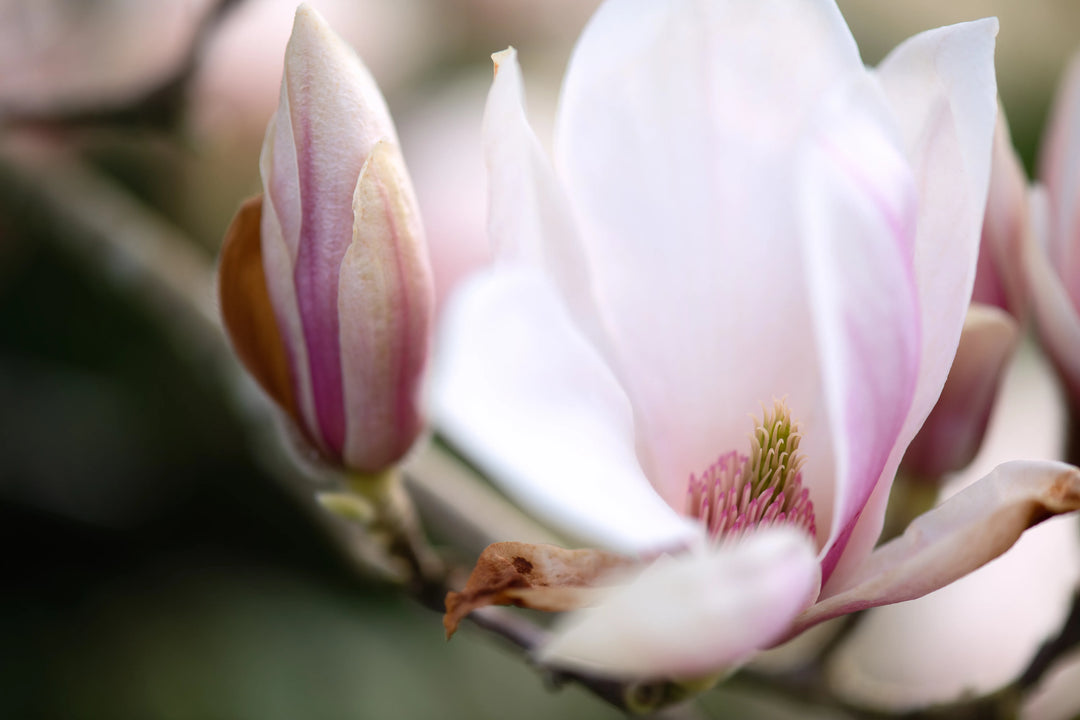 Close-up of a pink magnolia flower with a blurred background