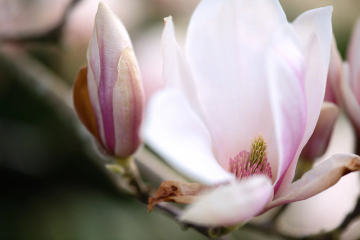 Close-up of a pink magnolia flower with a blurred background