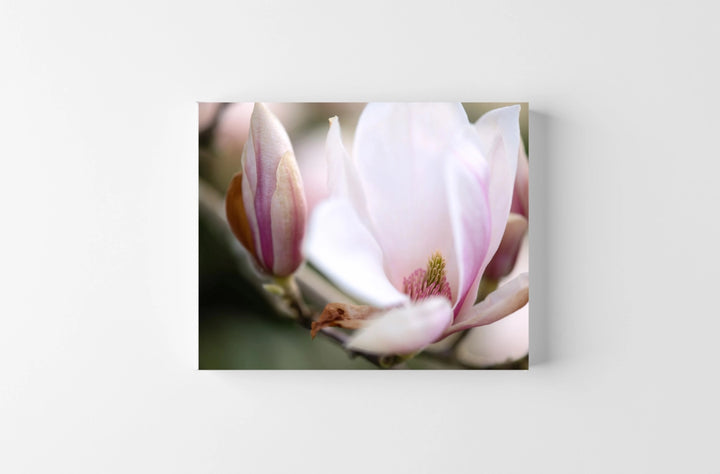 Close-up of a Magnolia flower on a light gray background