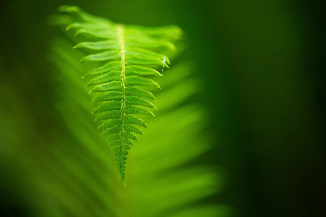 Close-up fine art photograph of a single green fern frond illuminated by soft light at Lake Wilderness Arboretum in Maple Valley, Washington.
