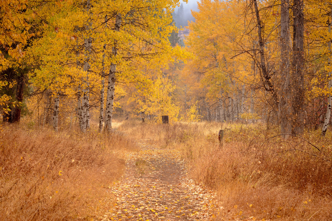 Autumn landscape photograph of a golden tree-lined path in the Methow Valley of Washington with fallen leaves and tall grasses.