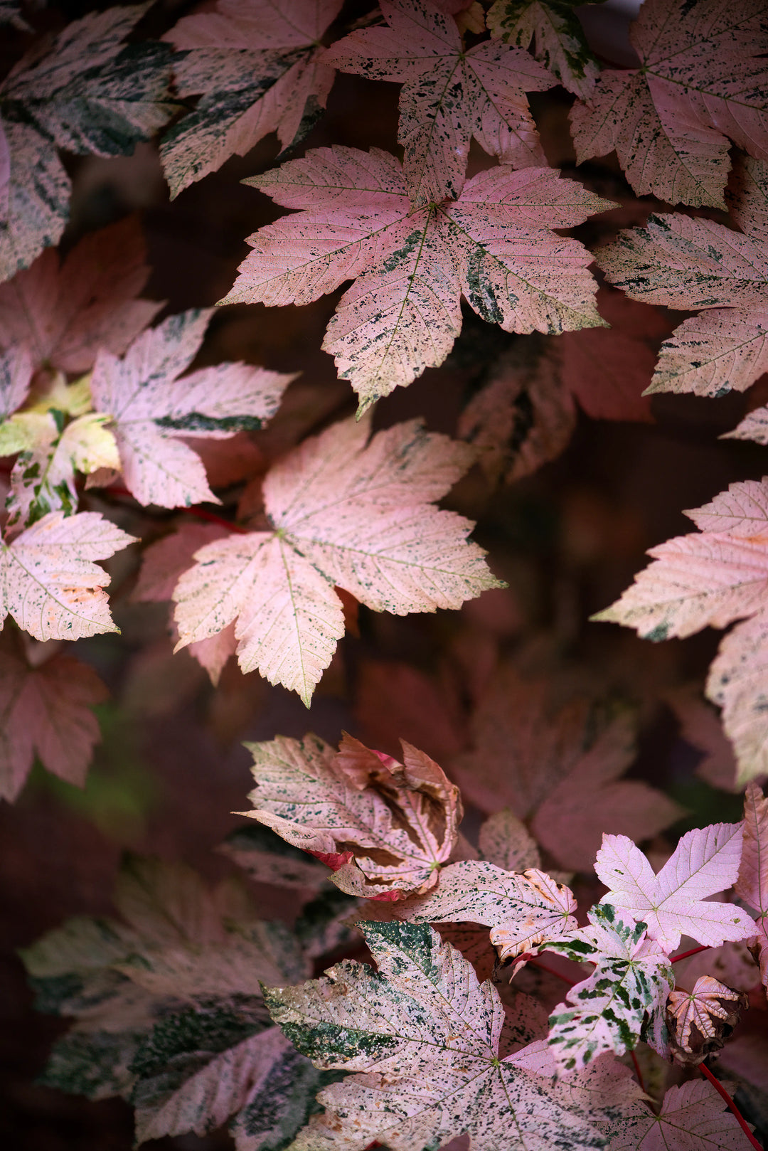 Close-up photograph of pink Eskimo Sunset maple leaves with bronze undertones in spring in Washington.