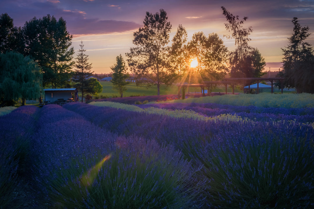 Sunset over lavender fields in Sequim Washington with sun rays shining through trees and rows of blooming lavender in the foreground.