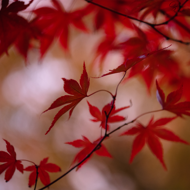 Actual image used to create the square silk scarves from my Japanese Maple image, vibrant, rich red leaves with a lighter brown with cream background.