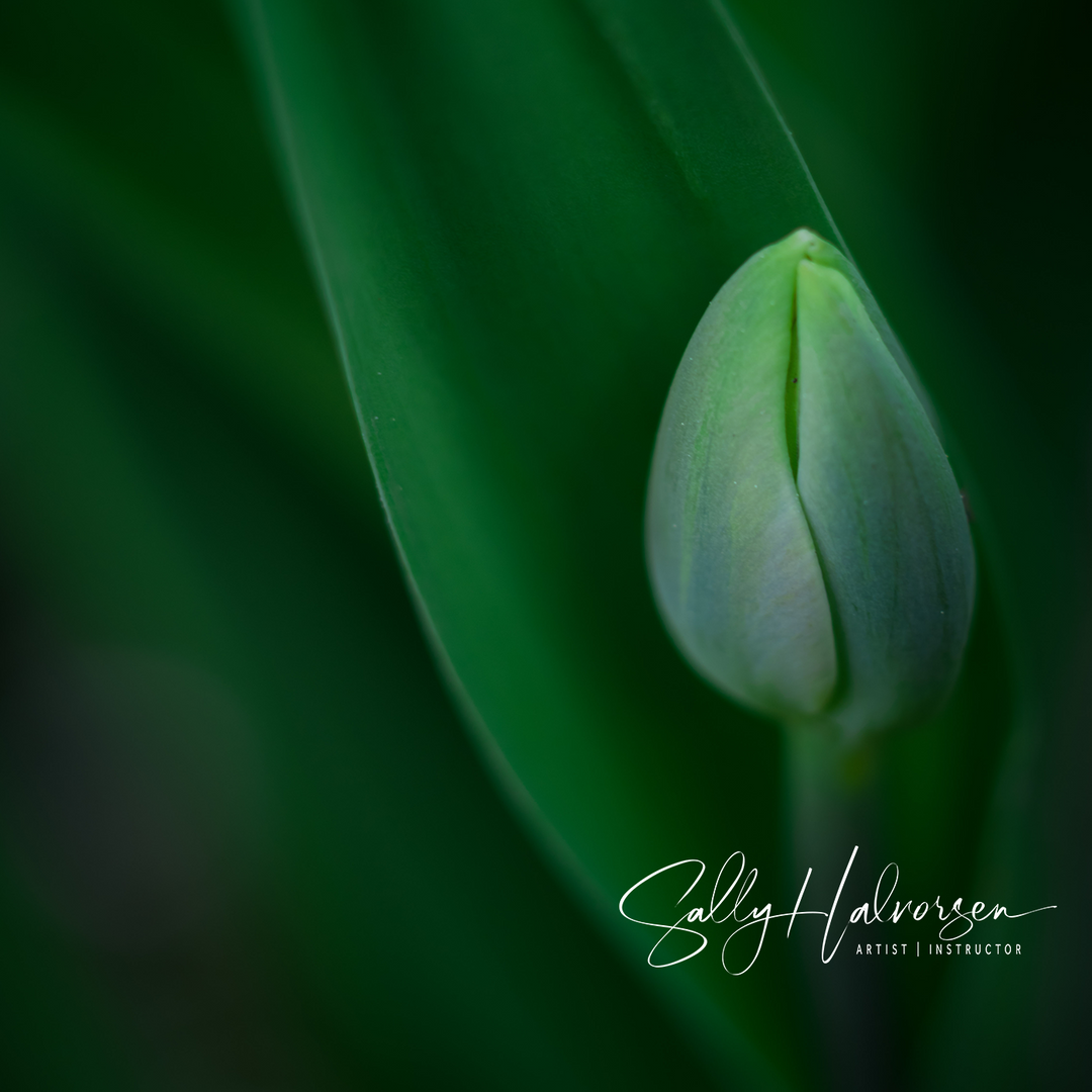 Tulip Bliss Tote Bag, tulip bud before opening is surrounded by green leaves as its nestled within a leaf. 