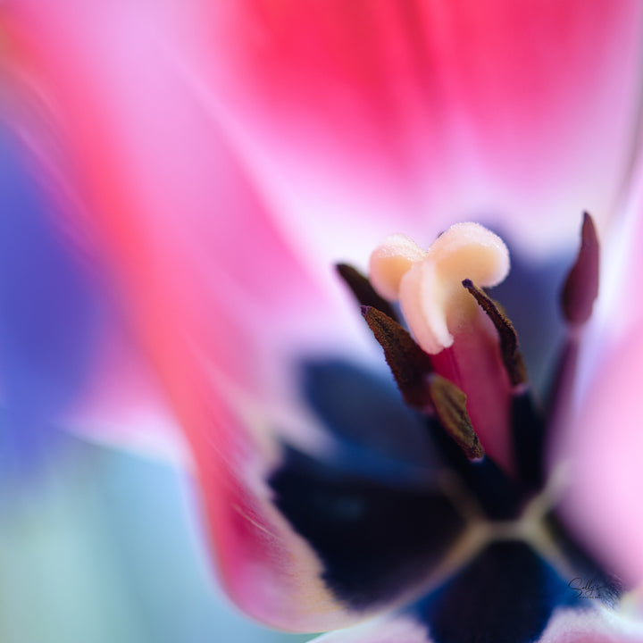 Luxurious Tulip Silk Scarf
